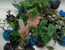 Karantina Kalbar Gagalkan Masuknya Bibit Tanaman Ilegal di PLBN Entikong