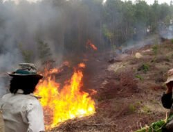 Cara Buka Lahan Tanpa Membakar Agar Tanah Subur