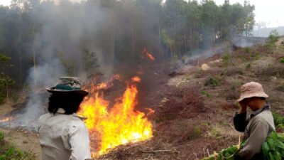 Ilustrasi - Simak metode buka lahan tanpa bakar (PLTB) yang aman dan menyuburkan tanah. (Dok. Ist)