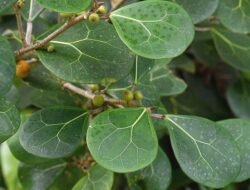 Bukan Cuma Bajakah: 5 Akar Ajaib dari Hutan Kalimantan untuk Kesehatan dan Vitalitas