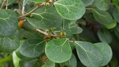 "Hutan Kalimantan adalah apotek dunia. Kenali khasiat Pasak Bumi, Akar Kuning, hingga Saluang Belum yang dipercaya suku Dayak sembuhkan berbagai penyakit."