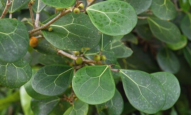 "Hutan Kalimantan adalah apotek dunia. Kenali khasiat Pasak Bumi, Akar Kuning, hingga Saluang Belum yang dipercaya suku Dayak sembuhkan berbagai penyakit."