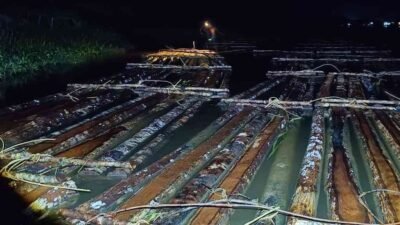 Ratusan batang kayu bulat ilegal jenis rimba campuran yang dirakit di Sungai Pawan diamankan oleh Tim Gakkum KLHK pada operasi dini hari di Ketapang. (Dok. HO/Faktakalbar.id)