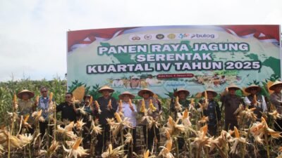 Gubernur Kalbar Ria Norsan dan Kapolda Kalbar Pipit Rismanto mengangkat hasil panen jagung bersama petani di Kubu Raya. (Dok. HO/Faktakalbar.id)