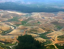 Pemerintah Sita 900 Ribu Hektare Sawit Ilegal