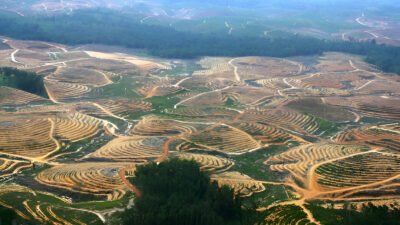 Ilustrasi - Pemerintah sita 900 ribu hektare sawit ilegal. Satgas PKH kembalikan fungsi lahan jadi hutan konservasi dan cabut izin 28 perusahaan. (Dok. Ist)