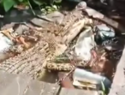 Buaya Berjemur di Tumpukan Sampah Dikawasan Pasar Teluk Melano