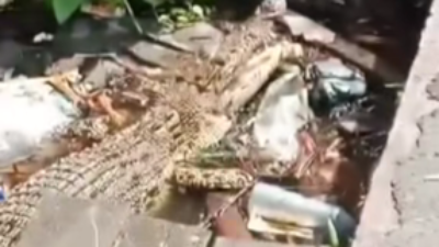 Seekor buaya terlihat sedang berjemur di sela-sela tumpukan sampah di pinggiran Pasar Teluk Melano, Kecamatan Simpang Hilir, Kabupaten Kayong Utara, Sabtu (3/1).