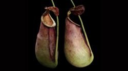 spesies baru Nepenthes ×taringkecil yang ditemukan di hutan kerangas Mempawah. (Dok. SITH ITB)