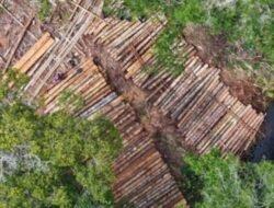 Gakkum KLHK Bongkar Pembalakan Liar di Ketapang, Sita Ribuan Batang Kayu