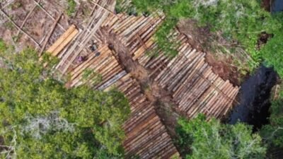 Foto udara tumpukan ribuan batang kayu ilegal yang ditemukan tim Gakkum KLHK di kawasan Hutan Ulak Medang, Ketapang. (Dok. Ist)