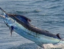 Waspada Keracunan Logam Berat, Ini 10 Jenis Ikan Tinggi Merkuri yang Sebaiknya Dihindari