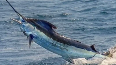 "Ikan memang sehat, namun waspadai kandungan merkuri di dalamnya. Simak daftar 10 ikan dengan merkuri tertinggi menurut FDA, mulai dari Hiu, Swordfish, hingga Tuna."