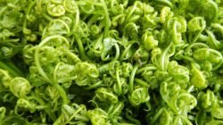 "Tahukah kamu pakis di Kalbar bukan cuma enak ditumis? Simak 4 manfaat tumbuhan liar ini bagi kesehatan, ekonomi warga, hingga pelestarian lahan gambut.Tahukah kamu pakis di Kalbar bukan cuma enak ditumis? Simak 4 manfaat tumbuhan liar ini bagi kesehatan, ekonomi warga, hingga pelestarian lahan gambut."