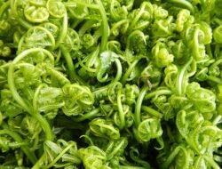 4 Manfaat Pakis bagi Masyarakat Kalimantan Barat: Lebih dari Sekadar Sayur Lezat