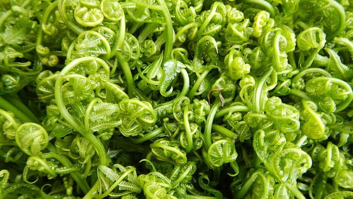 "Tahukah kamu pakis di Kalbar bukan cuma enak ditumis? Simak 4 manfaat tumbuhan liar ini bagi kesehatan, ekonomi warga, hingga pelestarian lahan gambut.Tahukah kamu pakis di Kalbar bukan cuma enak ditumis? Simak 4 manfaat tumbuhan liar ini bagi kesehatan, ekonomi warga, hingga pelestarian lahan gambut."