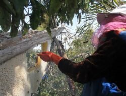 5 Tradisi Unik Masyarakat Kapuas Hulu yang Memesona dan Sarat Makna Budaya