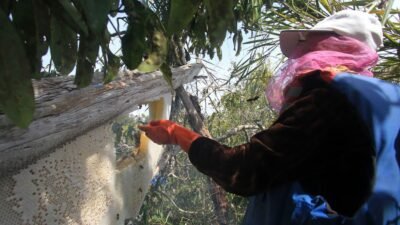 "Temukan 5 tradisi unik masyarakat Kapuas Hulu yang sarat makna dan nilai budaya. Mulai dari Gawai Makai Taun hingga tradisi panen madu hutan alami."