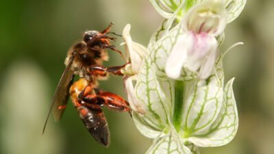 Apis dorsata. (Dok: Flickr)