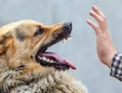 Kasus Gigitan Tembus 107, Pemkab Sintang Segera Tetapkan Status KLB Rabies 2026