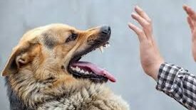Pemkab Sintang segera tetapkan status KLB Rabies 2026 usai temuan 107 kasus gigitan di awal tahun.