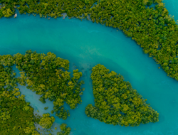 Pasar Karbon Indonesia: Antara Ambisi Net Zero dan Realitas Politik Energi