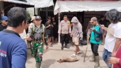 Menyusul kasus gigitan berulang, Polsek Sekayam imbau warga waspada rabies. Pemilik hewan diminta lakukan vaksinasi dan tidak melepasliarkan peliharaan.