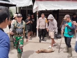 Kasus Gigitan Berulang di Sekayam, Polisi Minta Warga Kandangkan Hewan Peliharaan