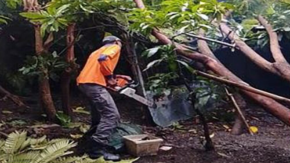 Personil BPBD Kabupaten Wonogiri melakukan pembersihan pohon tumbang yang menimpa rumah warga Kabupaten Wonogiri akibat terjangan angin kencang pada Minggu (8/2). Dokumentasi : BPBD Kabupaten Wonogiri