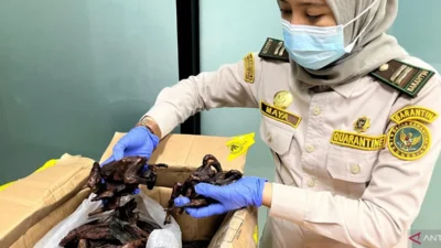 Petugas Balai Karantina Hewan Ikan dan Tumbuhan Kalimantan Barat saat memeriksa barang bukti komoditas ilegal berupa daging kelelawar dan ikan asin yang ditahan di Pos Lintas Batas Negara (PLBN) Aruk, Kabupaten Sambas, Kamis (19/2/2026). (Dok. Balai Karantina Kalbar)