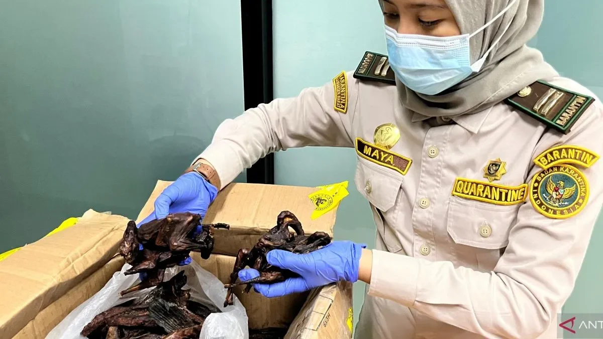 Petugas Balai Karantina Hewan Ikan dan Tumbuhan Kalimantan Barat saat memeriksa barang bukti komoditas ilegal berupa daging kelelawar dan ikan asin yang ditahan di Pos Lintas Batas Negara (PLBN) Aruk, Kabupaten Sambas, Kamis (19/2/2026). (Dok. Balai Karantina Kalbar)