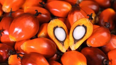 "Penasaran apakah buah sawit bisa dimakan langsung selain diolah menjadi minyak goreng? Temukan fakta menarik, cara konsumsi, dan nutrisinya di sini."