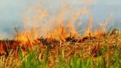 Ilustrasi - Kebakaran lahan melanda Jalan Objek Laut, Sungai Raya, Kubu Raya. Manggala Agni berjibaku memadamkan api yang mendekati kebun dan rumah warga. (Dok. Ist)