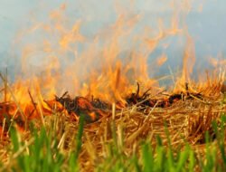 Api Dekati Pemukiman Warga di Sungai Raya