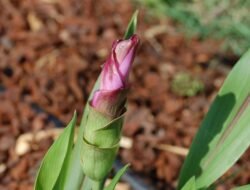 Temuan Baru: Bakteri di Akar Kunyit Berpotensi Jadi Senjata Lawan Kanker Payudara