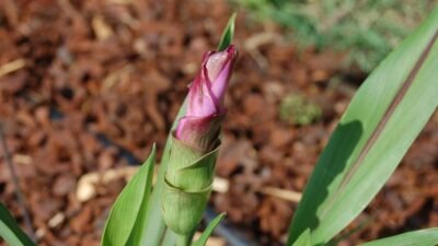 "Riset BRIN dan UGM temukan bakteri unik di akar kunyit yang ampuh melawan sel kanker payudara dengan risiko kerusakan sel normal yang sangat rendah."