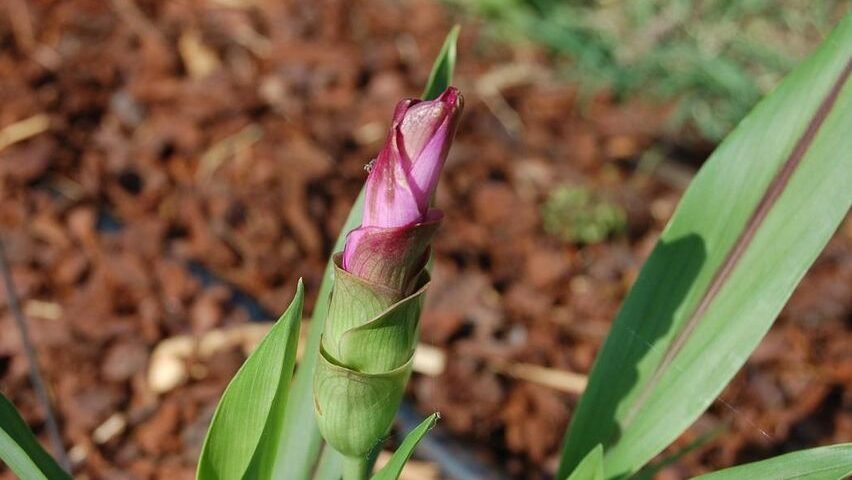 "Riset BRIN dan UGM temukan bakteri unik di akar kunyit yang ampuh melawan sel kanker payudara dengan risiko kerusakan sel normal yang sangat rendah."