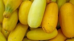 "Bulan puasa selalu membawa kerinduan dan keikhlasan, termasuk kemunculan buah khas Ramadhan seperti timun suri dan blewah. Simak ulasantentang buah musiman penyegar suasana berbuka ini. "