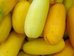 Nostalgia Manis Ramadhan: Deretan Buah Khas yang Selalu Dinanti