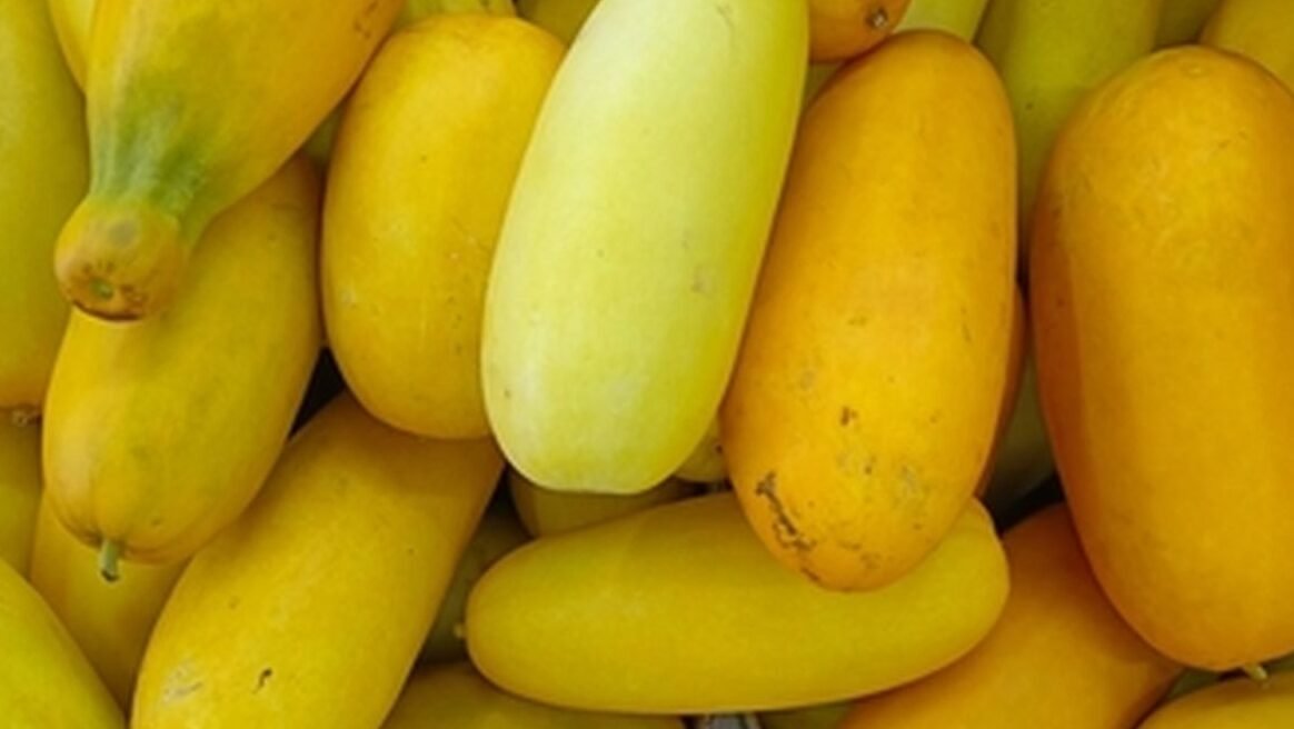 "Bulan puasa selalu membawa kerinduan dan keikhlasan, termasuk kemunculan buah khas Ramadhan seperti timun suri dan blewah. Simak ulasantentang buah musiman penyegar suasana berbuka ini. "