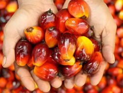 Iklim Indonesia Buat Sawit Afrika Tumbuh Lebih Subur