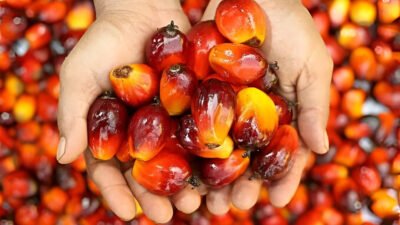 Ilustrasi - Fakta agronomi membuktikan kelapa sawit tumbuh lebih subur di Indonesia dibanding habitat aslinya di Afrika. (Dok. Ist)