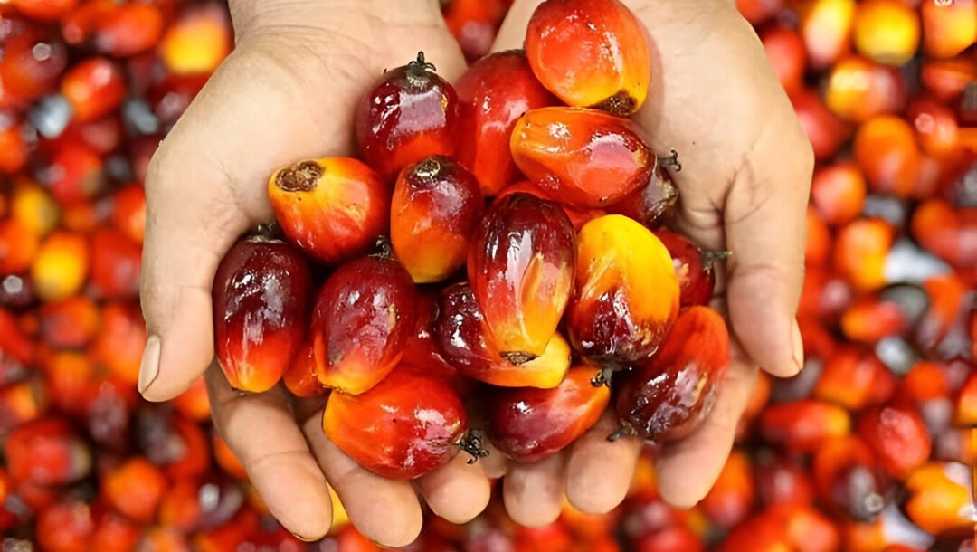 Ilustrasi - Fakta agronomi membuktikan kelapa sawit tumbuh lebih subur di Indonesia dibanding habitat aslinya di Afrika. (Dok. Ist)