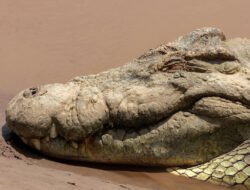 Warga Sungai Kakap Terluka Akibat Serangan Buaya