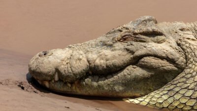 Ilustrasi - Seekor buaya menyerang warga Pal 13, Sungai Kakap, Kabupaten Kubu Raya saat memperbaiki paralon mesin air. Korban mendapat 13 jahitan dan buaya berhasil dievakuasi. (Dok. Ist)