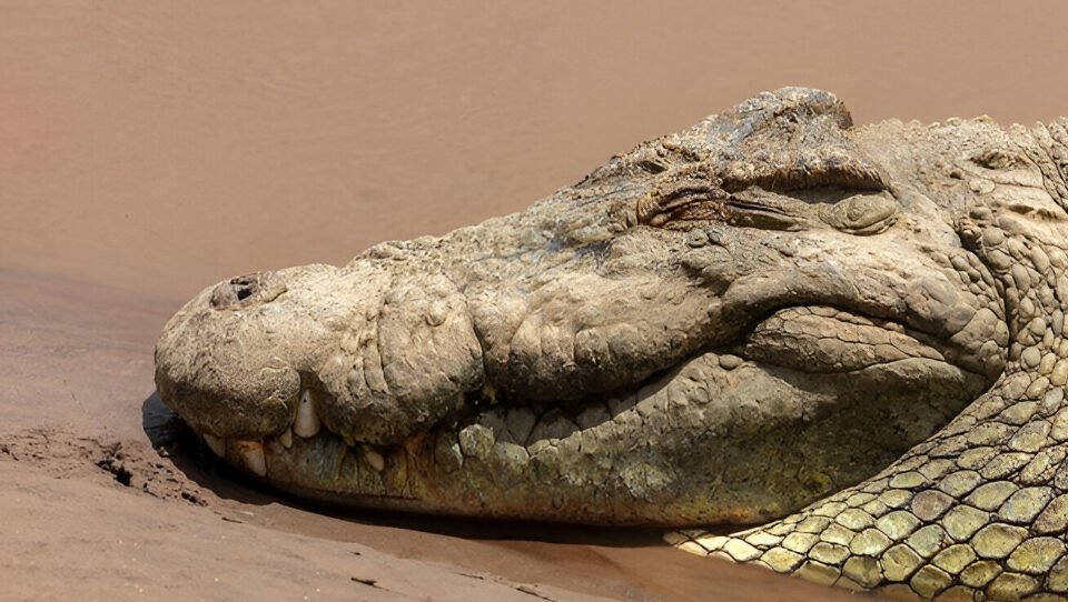 Ilustrasi - Seekor buaya menyerang warga Pal 13, Sungai Kakap, Kabupaten Kubu Raya saat memperbaiki paralon mesin air. Korban mendapat 13 jahitan dan buaya berhasil dievakuasi. (Dok. Ist)