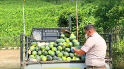 Petugas Karantina Kalimantan Barat Satpel PLBN Entikong melakukan pemeriksaan fisik terhadap komoditas semangka sebelum diekspor ke Malaysia. (Dok. HO/Faktakalbar.id)