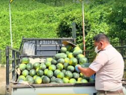 Geliat Ekspor Perbatasan, Arang dan Semangka Melaju Pesat dari Entikong