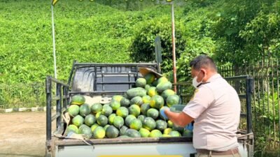 Petugas Karantina Kalimantan Barat Satpel PLBN Entikong melakukan pemeriksaan fisik terhadap komoditas semangka sebelum diekspor ke Malaysia. (Dok. HO/Faktakalbar.id)