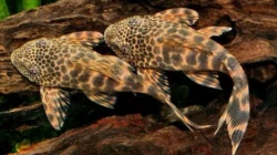 "Sering dianggap bermanfaat, benarkah ikan sapu-sapu adalah hama berbahaya? Simak fakta ilmiah tentang dampak invasifnya bagi ekosistem sungai di sini."